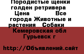 Породистые щенки голден ретривера › Цена ­ 25 000 - Все города Животные и растения » Собаки   . Кемеровская обл.,Гурьевск г.